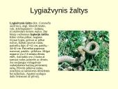 Gyvūnijos pasaulyje 19 puslapis