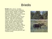 Gyvūnijos pasaulyje 20 puslapis