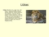 Gyvūnijos pasaulyje 3 puslapis