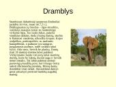 Gyvūnijos pasaulyje 5 puslapis