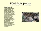 Gyvūnijos pasaulyje 7 puslapis