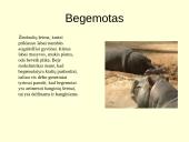 Gyvūnijos pasaulyje 8 puslapis