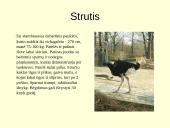 Gyvūnijos pasaulyje 9 puslapis