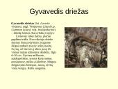 Gyvūnijos pasaulyje 10 puslapis