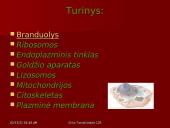 Gyvūninės ląstelės sandara 2 puslapis