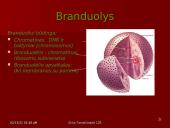 Gyvūninės ląstelės sandara 3 puslapis