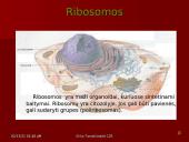 Gyvūninės ląstelės sandara 4 puslapis