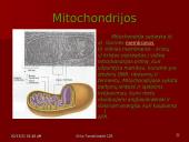 Gyvūninės ląstelės sandara 8 puslapis