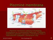 Gyvūninės ląstelės sandara 10 puslapis