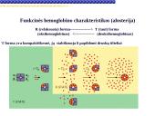Globinų vaidmuo pernešant deguonį 13 puslapis