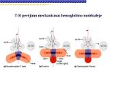 Globinų vaidmuo pernešant deguonį 14 puslapis