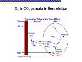 Globinų vaidmuo pernešant deguonį 16 puslapis