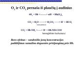 Globinų vaidmuo pernešant deguonį 17 puslapis