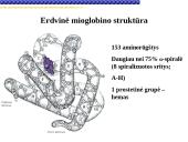 Globinų vaidmuo pernešant deguonį 3 puslapis