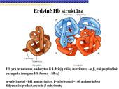 Globinų vaidmuo pernešant deguonį 4 puslapis