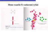 Globinų vaidmuo pernešant deguonį 7 puslapis