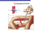 Globinų vaidmuo pernešant deguonį 8 puslapis