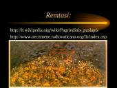 Kas yra karas? 12 puslapis