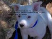 Korporacijos, kaip inovacinio organizacinio darinio, savybės 7 puslapis