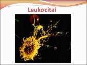 Kraujo sudėtis ir savybės 18 puslapis