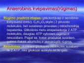 Kvėpavimo procesas, kvėpavimo tipai 11 puslapis