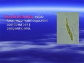 Kvėpavimo procesas, kvėpavimo tipai 14 puslapis