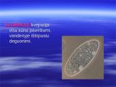 Kvėpavimo procesas, kvėpavimo tipai 15 puslapis