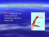 Kvėpavimo procesas, kvėpavimo tipai 16 puslapis