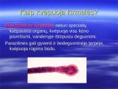 Kvėpavimo procesas, kvėpavimo tipai 17 puslapis