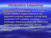 Kvėpavimo procesas, kvėpavimo tipai 3 puslapis