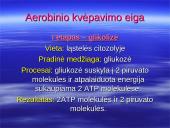 Kvėpavimo procesas, kvėpavimo tipai 6 puslapis