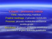 Kvėpavimo procesas, kvėpavimo tipai 7 puslapis
