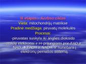 Kvėpavimo procesas, kvėpavimo tipai 8 puslapis