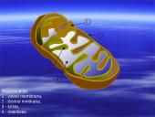 Kvėpavimo procesas, kvėpavimo tipai 10 puslapis