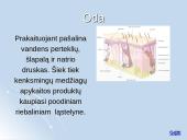 Medžiagų apykaitos produktų šalinimas organizmuose 19 puslapis