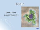 Medžiagų apykaitos produktų šalinimas organizmuose 7 puslapis