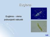 Medžiagų apykaitos produktų šalinimas organizmuose 8 puslapis