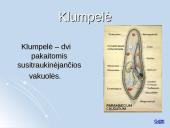 Medžiagų apykaitos produktų šalinimas organizmuose 9 puslapis