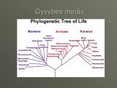 Mikroorganizmų paplitimas Žemėje 2 puslapis