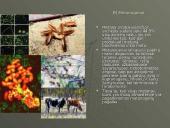 Mikroorganizmų paplitimas Žemėje 11 puslapis