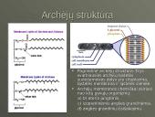 Mikroorganizmų paplitimas Žemėje 5 puslapis