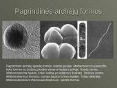 Mikroorganizmų paplitimas Žemėje 6 puslapis