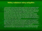 Miškai ir miškų sodinimas 2 puslapis