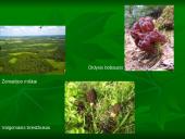 Miškai ir miškų sodinimas 12 puslapis