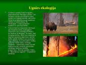 Miškai ir miškų sodinimas 7 puslapis