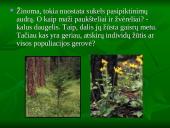 Miškai ir miškų sodinimas 10 puslapis