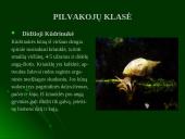 Moliuskų rūšys 3 puslapis