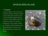 Moliuskų rūšys 9 puslapis