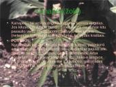 Skaidrės apie narkomaniją 8 puslapis