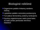 Natris. Skaidrės 11 puslapis